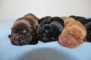 Est Amicus kennel A-Litter are born in 15.04.15