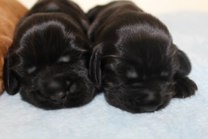 Est Amicus kennel A-Litter are born in 15.04.15